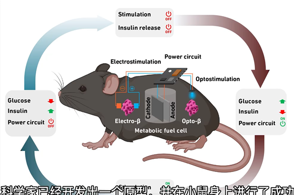 角子機：可用血糖發電的皮下燃料電池問世：能發電、能降糖