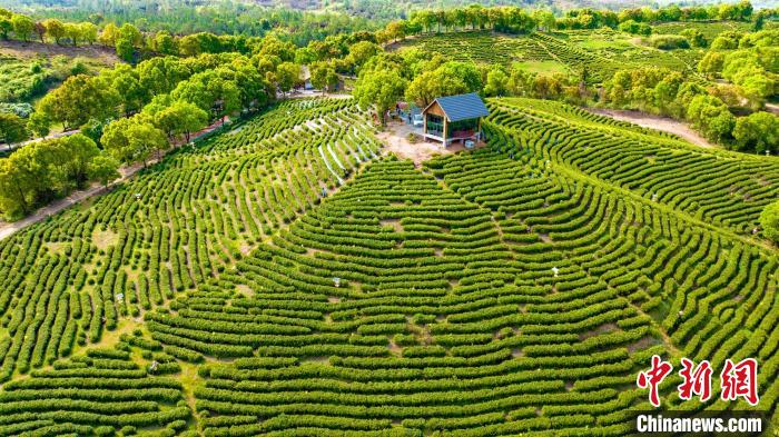 投注：人間四月茶飄香 航拍江西永豐秀美茶園綠意盎然採摘忙