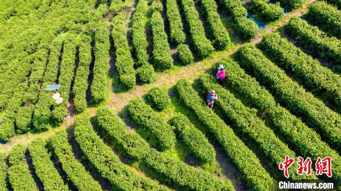 投注：人間四月茶飄香 航拍江西永豐秀美茶園綠意盎然採摘忙