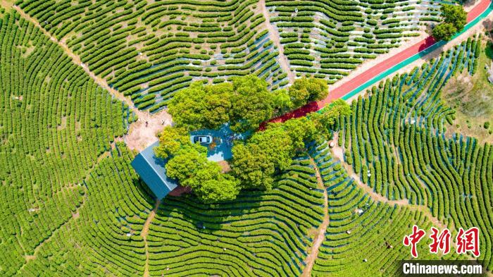 投注：人間四月茶飄香 航拍江西永豐秀美茶園綠意盎然採摘忙