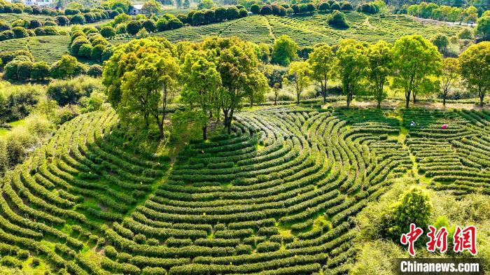 投注：人間四月茶飄香 航拍江西永豐秀美茶園綠意盎然採摘忙