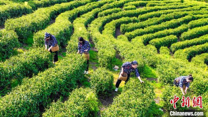 投注：人間四月茶飄香 航拍江西永豐秀美茶園綠意盎然採摘忙