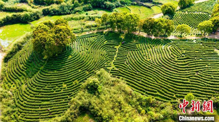 投注：人間四月茶飄香 航拍江西永豐秀美茶園綠意盎然採摘忙