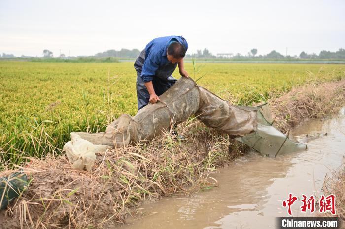 網上投注：河北冀州3000畝鹽堿荒地“蟹稻共生”：稻田蟹進入收獲季