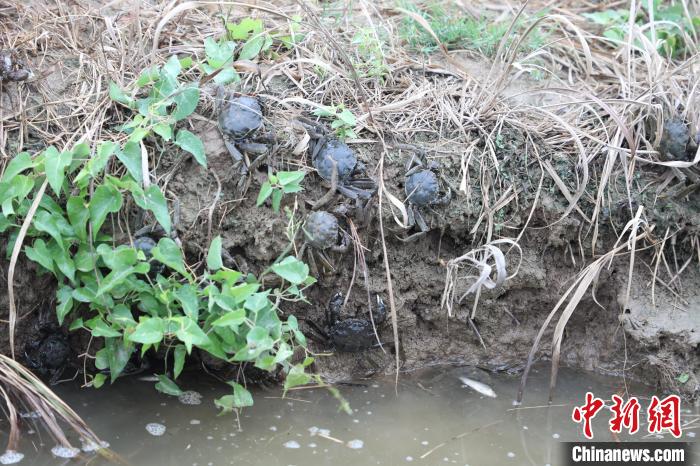 網上投注：河北冀州3000畝鹽堿荒地“蟹稻共生”：稻田蟹進入收獲季