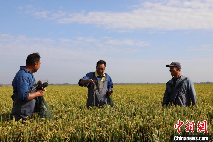 網上投注：河北冀州3000畝鹽堿荒地“蟹稻共生”：稻田蟹進入收獲季