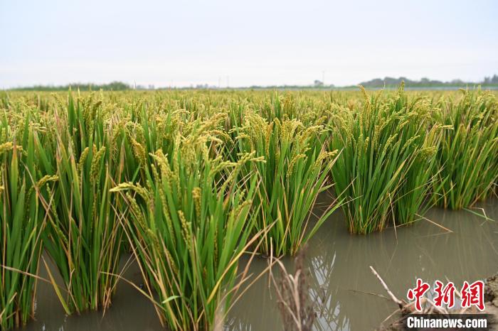 網上投注：河北冀州3000畝鹽堿荒地“蟹稻共生”：稻田蟹進入收獲季