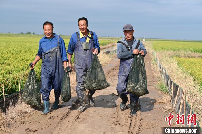 網上投注：河北冀州3000畝鹽堿荒地“蟹稻共生”：稻田蟹進入收獲季