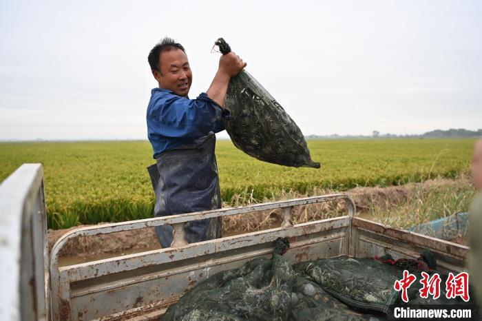 網上投注：河北冀州3000畝鹽堿荒地“蟹稻共生”：稻田蟹進入收獲季