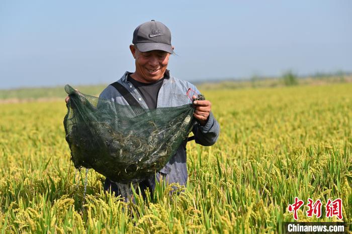 網上投注：河北冀州3000畝鹽堿荒地“蟹稻共生”：稻田蟹進入收獲季